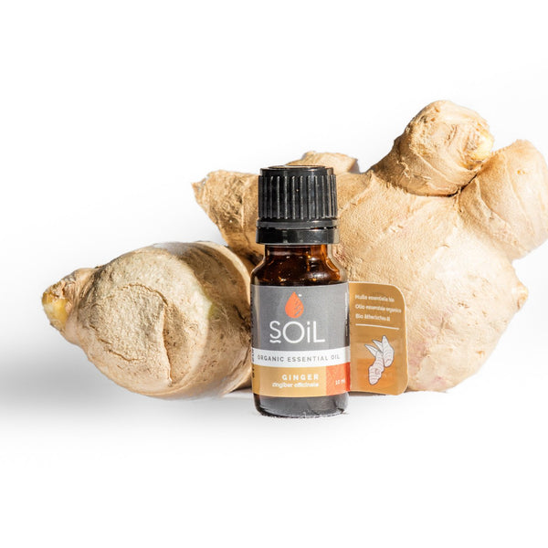 Organic Ginger Essential Oil 10ml – 100% Pure Steam Distilled Aromatherapy Oil for Massage, Diffusers & Wellness