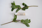 All-Natural Lip Balm – Moisturizing Beeswax Lip Care with Coconut Oil & Vitamin E